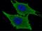 Leukotriene A4 Hydrolase antibody, GTX02116, GeneTex, Immunofluorescence image 