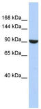 PWP2 Small Subunit Processome Component antibody, TA338924, Origene, Western Blot image 
