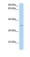 Chromosome 16 Open Reading Frame 46 antibody, orb325798, Biorbyt, Western Blot image 