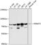 Fermitin Family Member 2 antibody, GTX66540, GeneTex, Western Blot image 