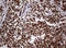 Paired Box 5 antibody, LS-C336452, Lifespan Biosciences, Immunohistochemistry frozen image 