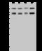 Signal Recognition Particle 72 antibody, 203076-T42, Sino Biological, Western Blot image 