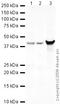 Dystroglycan 1 antibody, ab43125, Abcam, Western Blot image 