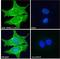 Sortilin Related Receptor 1 antibody, LS-C55512, Lifespan Biosciences, Immunofluorescence image 