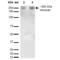 Versican antibody, 56542, QED Bioscience, Western Blot image 