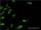 Ketohexokinase antibody, H00003795-M03, Novus Biologicals, Immunofluorescence image 