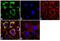 P-LAP antibody, MA5-14672, Invitrogen Antibodies, Immunofluorescence image 