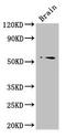 Tripartite Motif Containing 43 antibody, LS-C399503, Lifespan Biosciences, Western Blot image 