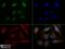 Capicua Transcriptional Repressor antibody, NB110-59906, Novus Biologicals, Immunofluorescence image 
