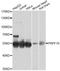 Pre-MRNA Processing Factor 19 antibody, A12590, ABclonal Technology, Western Blot image 