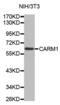 Coactivator Associated Arginine Methyltransferase 1 antibody, abx001833, Abbexa, Western Blot image 