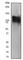 HIF1-alpha antibody, ab51608, Abcam, Western Blot image 