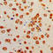 Netrin 1 antibody, LS-C353167, Lifespan Biosciences, Immunohistochemistry paraffin image 