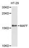 MAF BZIP Transcription Factor F antibody, STJ114786, St John