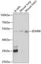 Endothelin B receptor antibody, GTX32585, GeneTex, Western Blot image 