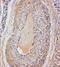 Versican antibody, PA5-80215, Invitrogen Antibodies, Immunohistochemistry frozen image 