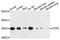 CD53 Molecule antibody, STJ112119, St John