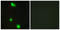 Serine And Arginine Rich Splicing Factor 3 antibody, LS-B6172, Lifespan Biosciences, Immunofluorescence image 