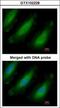 60S ribosomal protein L13a antibody, GTX102228, GeneTex, Immunocytochemistry image 