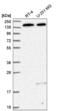 DEAH-Box Helicase 38 antibody, NBP2-58971, Novus Biologicals, Western Blot image 