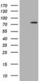RAS Guanyl Releasing Protein 3 antibody, MA5-26504, Invitrogen Antibodies, Western Blot image 