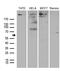 Metastasis Associated 1 Family Member 3 antibody, M05612, Boster Biological Technology, Western Blot image 