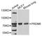 PR/SET Domain 6 antibody, A7846, ABclonal Technology, Western Blot image 