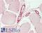 Skip antibody, LS-B10239, Lifespan Biosciences, Immunohistochemistry paraffin image 