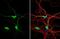 Dystrobrevin Binding Protein 1 antibody, NBP2-16245, Novus Biologicals, Immunofluorescence image 