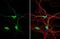 Dysbindin-1 antibody, NBP2-16245, Novus Biologicals, Immunofluorescence image 