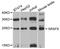 Serine And Arginine Rich Splicing Factor 9 antibody, STJ27864, St John