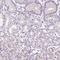 Claudin 17 antibody, HPA045903, Atlas Antibodies, Immunohistochemistry frozen image 