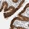 Acyl-CoA Synthetase Long Chain Family Member 5 antibody, NBP2-31995, Novus Biologicals, Immunohistochemistry frozen image 