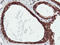 Arginyl Aminopeptidase antibody, TA503949, Origene, Immunohistochemistry paraffin image 