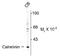 Calbindin 2 antibody, NBP1-30050, Novus Biologicals, Western Blot image 