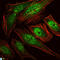 RUNX Family Transcription Factor 1 antibody, LS-C813574, Lifespan Biosciences, Immunofluorescence image 