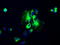 GFAP antibody, TA500339, Origene, Immunofluorescence image 