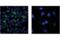 TNF Receptor Superfamily Member 9 antibody, 34594S, Cell Signaling Technology, Immunofluorescence image 