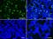 Kelch Like ECH Associated Protein 1 antibody, NBP2-03319, Novus Biologicals, Immunofluorescence image 