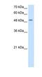 Eukaryotic Translation Initiation Factor 2 Subunit Gamma antibody, NBP1-53087, Novus Biologicals, Western Blot image 