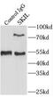 Ski-like protein antibody, FNab07894, FineTest, Immunoprecipitation image 