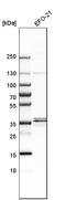 Ras Related GTP Binding B antibody, HPA003734, Atlas Antibodies, Western Blot image 