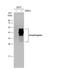 Amphiregulin antibody, NBP2-15379, Novus Biologicals, Western Blot image 