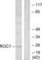 Ras Like Without CAAX 1 antibody, LS-C118570, Lifespan Biosciences, Western Blot image 