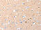 Glutamate Metabotropic Receptor 1 antibody, CSB-PA054030, Cusabio, Immunohistochemistry paraffin image 