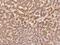 Zinc Finger Protein 354C antibody, 206484-T08, Sino Biological, Immunohistochemistry paraffin image 