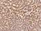 Zinc finger protein 354C antibody, 206484-T08, Sino Biological, Immunohistochemistry paraffin image 