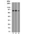 Minichromosome Maintenance Complex Component 7 antibody, 33-725, ProSci, Western Blot image 