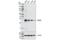 Peroxiredoxin 6 antibody, 64329S, Cell Signaling Technology, Western Blot image 