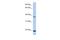 HD Domain Containing 3 antibody, TA333355, Origene, Western Blot image 